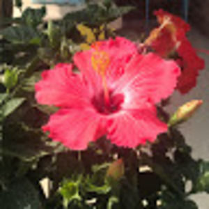 Meet your Posher, Alanna